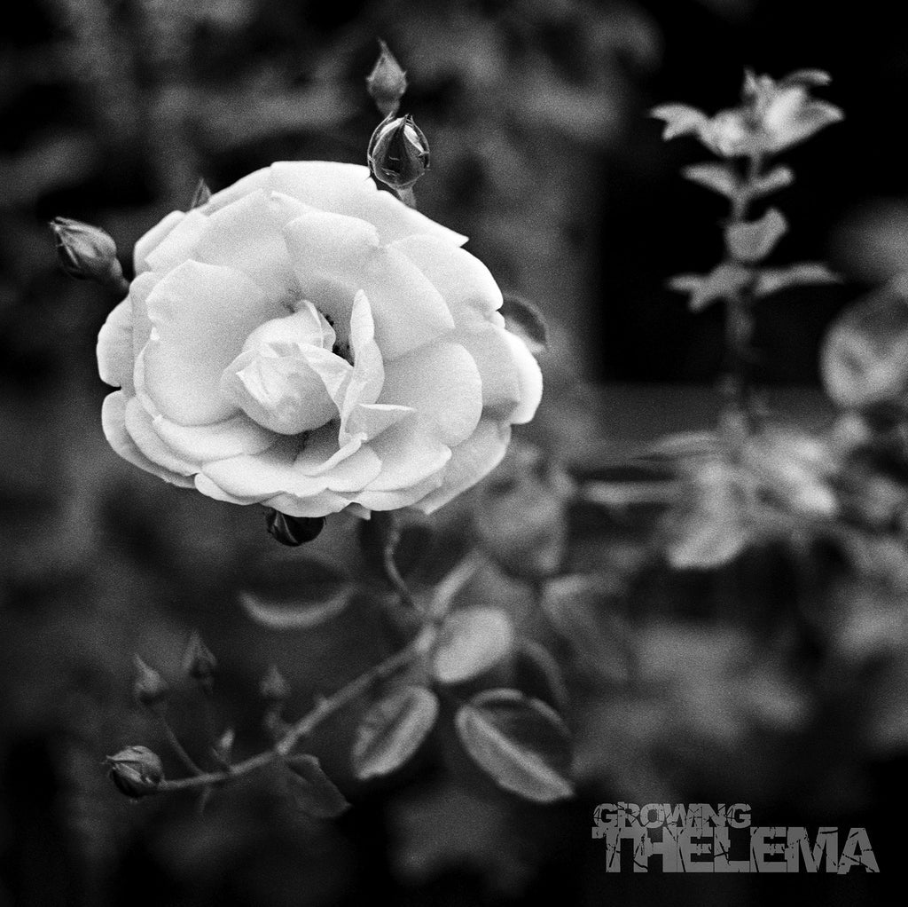 CINE-8 - Thelema - Growing
