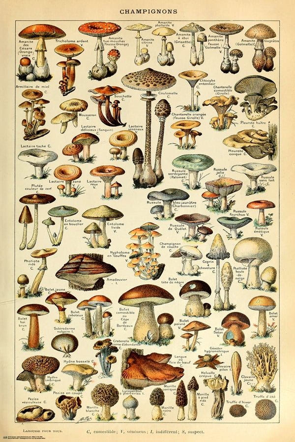 Champignon-Pour Tous Poster-Helix Sounds